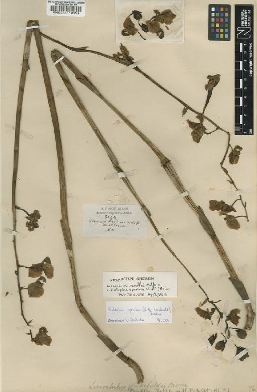 Eulophia speciosa (R.Br. ex Lindl.) Bolus - BM000525527