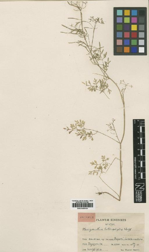 Harrysmithia heterophylla Madam - BM000885464