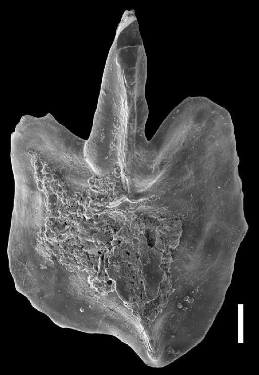 Ancyrodella recta Kralick, 1994 - Ancyrodella_cgmh_0830