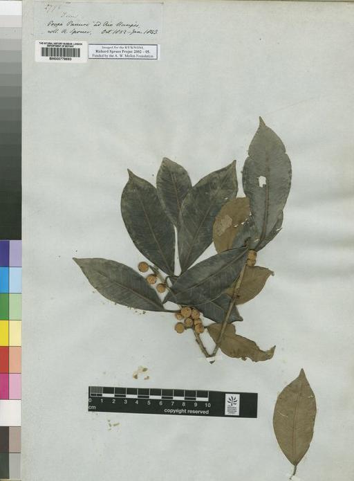 Ficus L. - Spruce - BM000778693