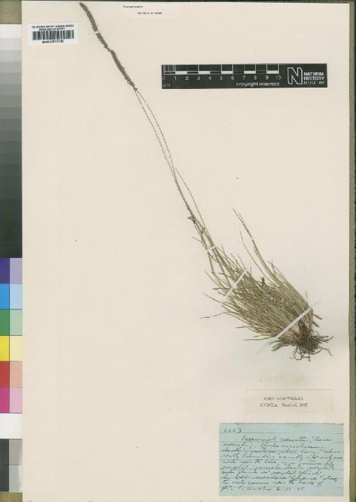 Sacciolepis brevifolia Stapf - BM000923156