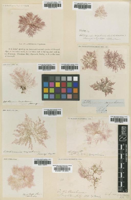 Callithamnion corymbosum (Sm.) Lyngb. - BM001038573