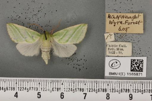 Pseudoips prasinana britannica (Warren, 1913) - BMNHE_1565871_293978