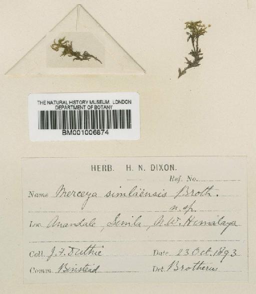Scopelophila ligulata (Spruce) Spruce - BM001006874