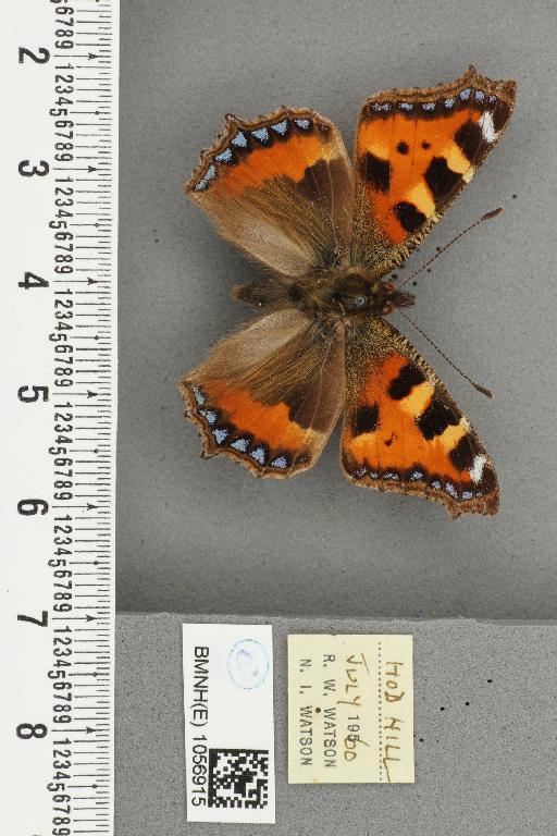 Aglais urticae ab. adumbrata Raynor, 1909 - BMNHE_1056915_46526