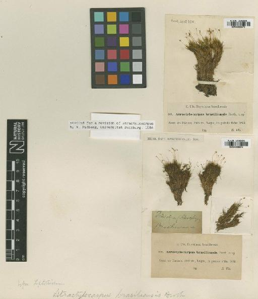 Atractylocarpus brasiliensis (Müll.Hal.) R.S.Williams - BM000866675_a (2)