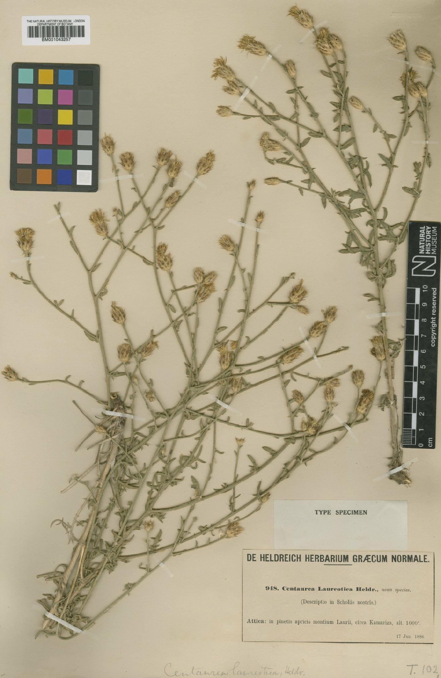 To NHMUK collection (Centaurea laureotica Heldr.; Type; NHMUK:ecatalogue:1989063)