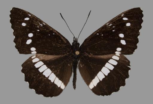 Neptis incongrua Butler - BMNH(E)#1719064_Neptis_incongrua_isidoro_Keilland_holotype_male_dorsal