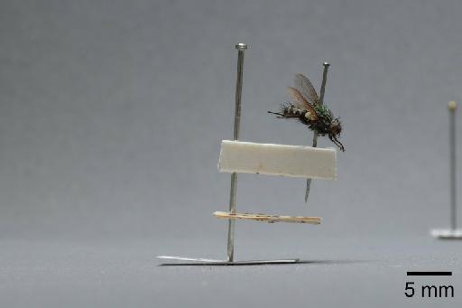 Sarcophaga (Myorhina) nigriventris Meigen, 1826 - 015091907_lateral