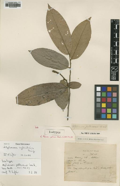 Alphonsea cylindrica King - BM000946062