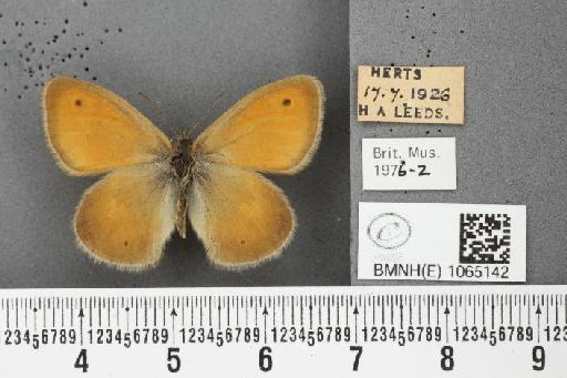 Coenonympha pamphilus (Linnaeus, 1758) - BMNHE_1065142_26421