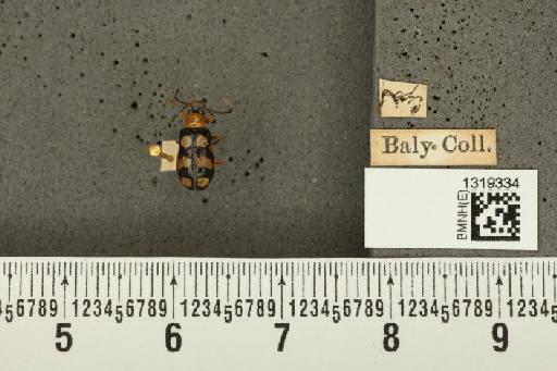 Diabrotica alboplagiata Jacoby, 1882 - BMNHE_1319334_17625