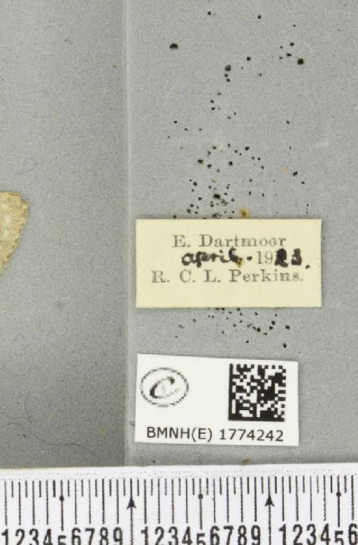 Colostygia multistrigaria (Haworth, 1809) - BMNHE_1774242_label_355098