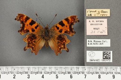 Polygonia c-album ab. pictior Verity, 1919 - BMNHE_1062472_23326