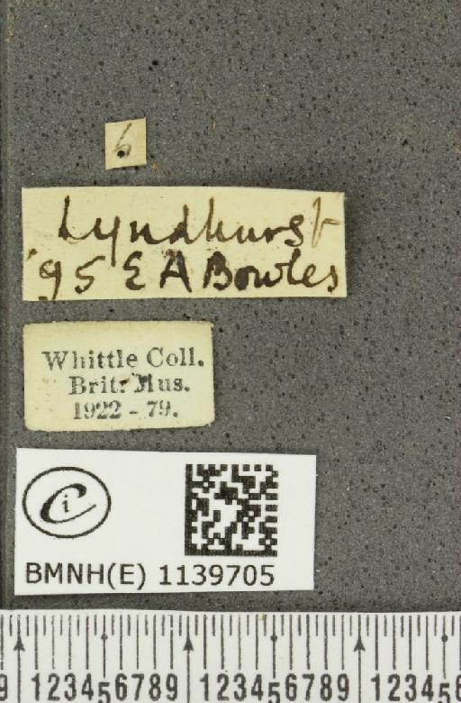 Thecla betulae (Linnaeus, 1758) - BMNHE_1139705_label_95776