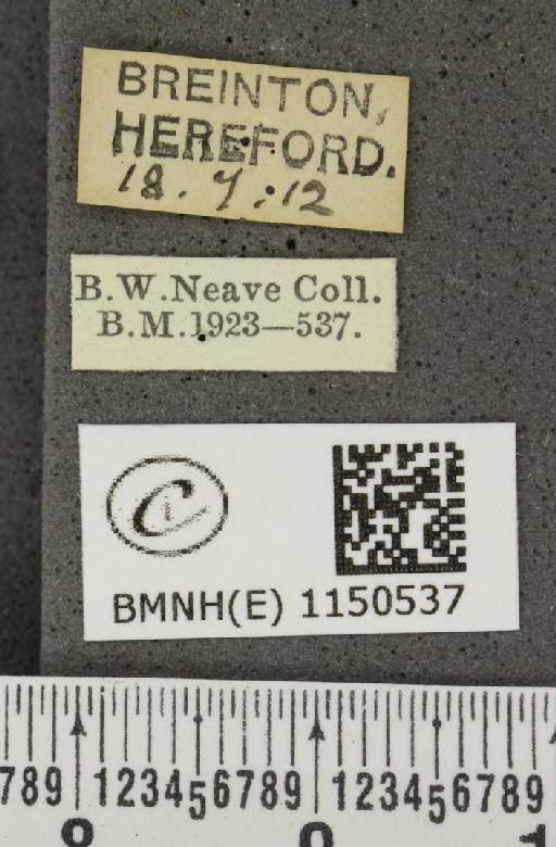 Celastrina argiolus britanna (Verity, 1919) - BMNHE_1150537_label_111931