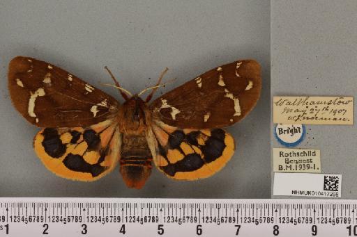 Arctia caja (Linnaeus, 1758) - NHMUK_010417268_529603