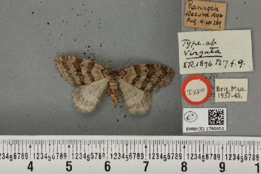 Epirrita autumnata ab. sandbergi Lampa, 1885 - BMNHE_1790958_361119