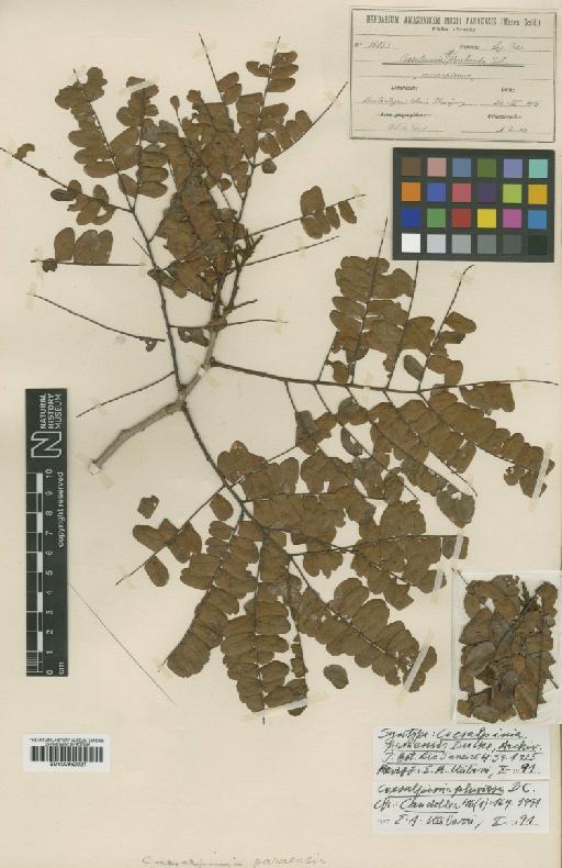 Caesalpinia pluviosa DC. - BM000952021