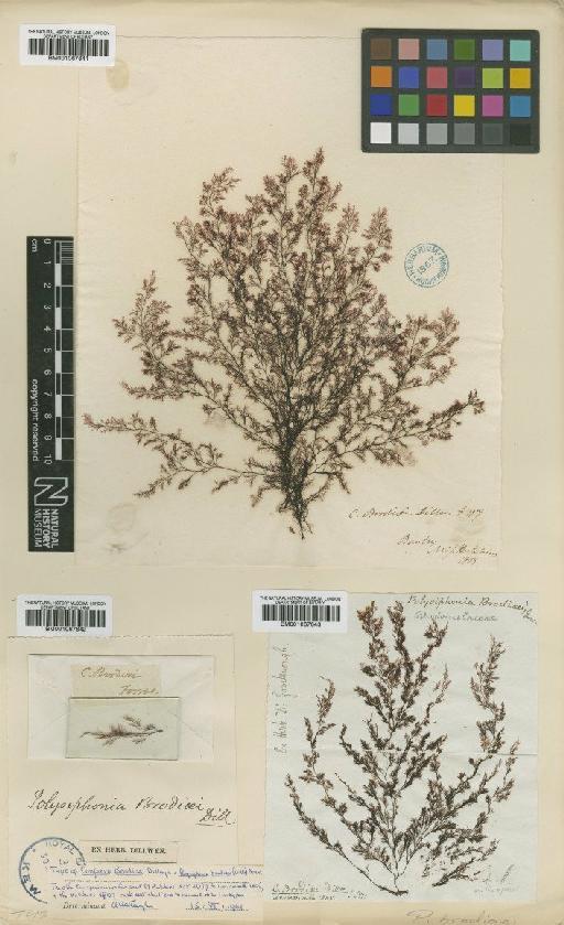 Polysiphonia brodiei (Dillwyn) Sprengel - BM001067641