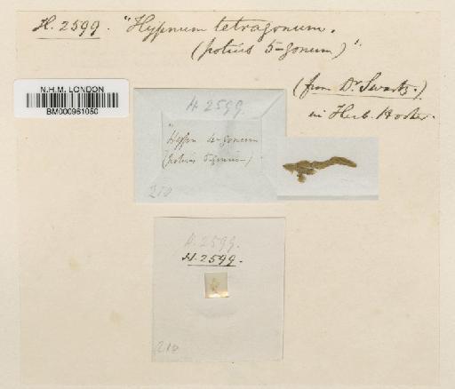 Orthostichopsis tetragona (Sw. ex Hedw.) Broth. - BM000961050