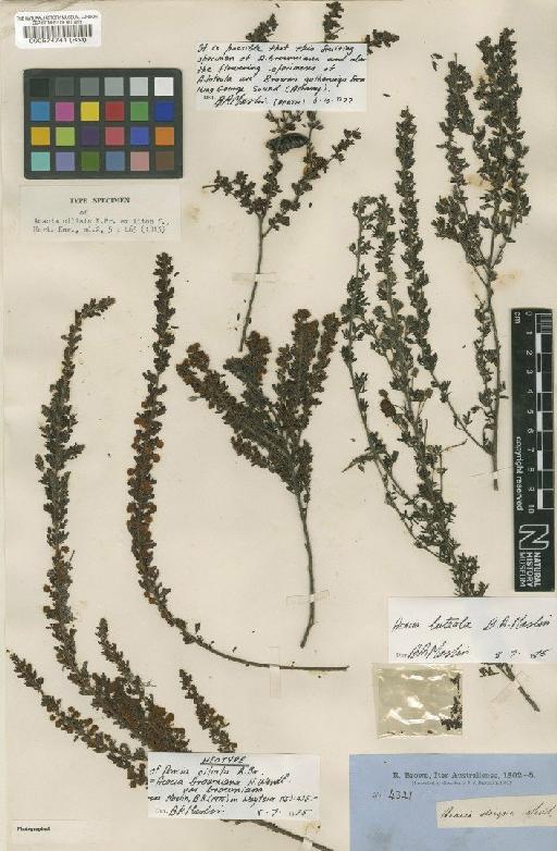 Acacia browniana H.L.Wendl. - BM000574741