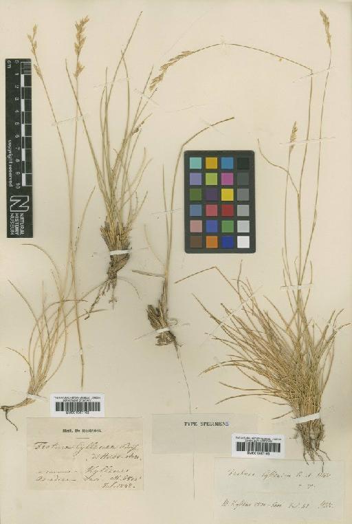 Festuca cyllenica Boiss. & Heldr. - BM001067163