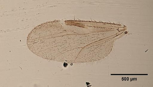 Culicoides kotonkan Boorman & Dipeolu, 1979 - Culicoides_kotonkan-1633274-wing