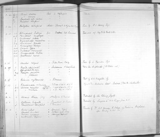 Phractura lindica Boulenger, 1902 - Zoology Accessions Register: Fishes: 1912 - 1936: page 351