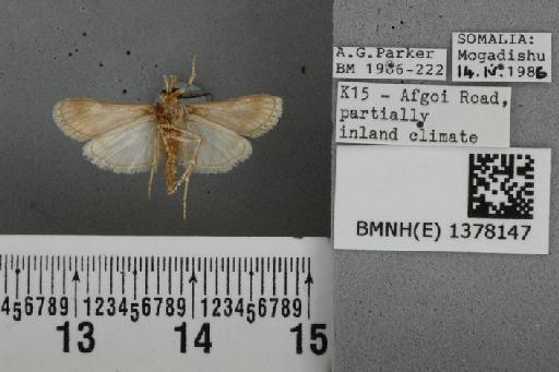 Prionapteryx rubrifusalis (Hampson, 1919) - BMNH(E) 1378147 Surattha rubrifusalis Hampson ventral & labels
