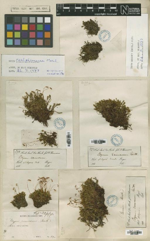 Bryum billarderi Schwägr. - BM001086255_a