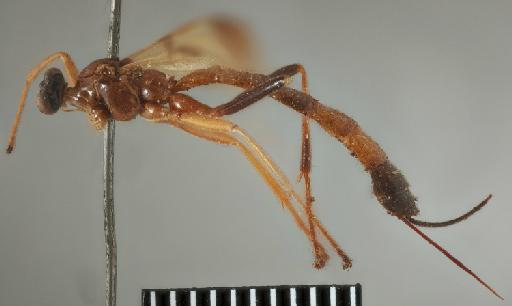 Epimecis tibialis Cameron, P., 1886 - Acrotaphus_tibialis_holotype_lateral_010202128