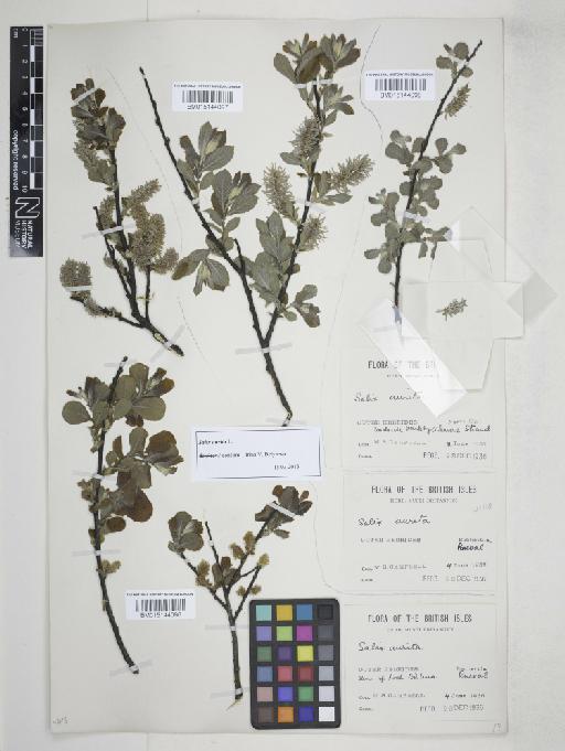 Salix aurita L. - 015144098_cap