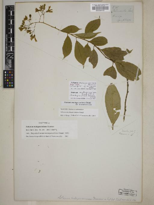 Solanum madagascariense Dunal - BM000887181