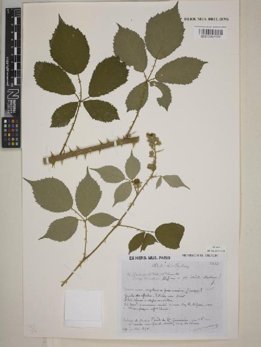 Rubus godronii Lecoq & Lamotte - BM013845038
