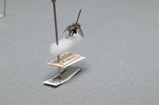 Sarcophaga (Myorhina) nigriventris Meigen, 1826 - 015091651_additional_1