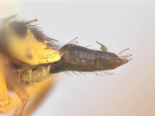 Liriomyza insignis Spencer, 1963 - Liriomyza insignis BMNHE 1475276 holotype female ovipositor