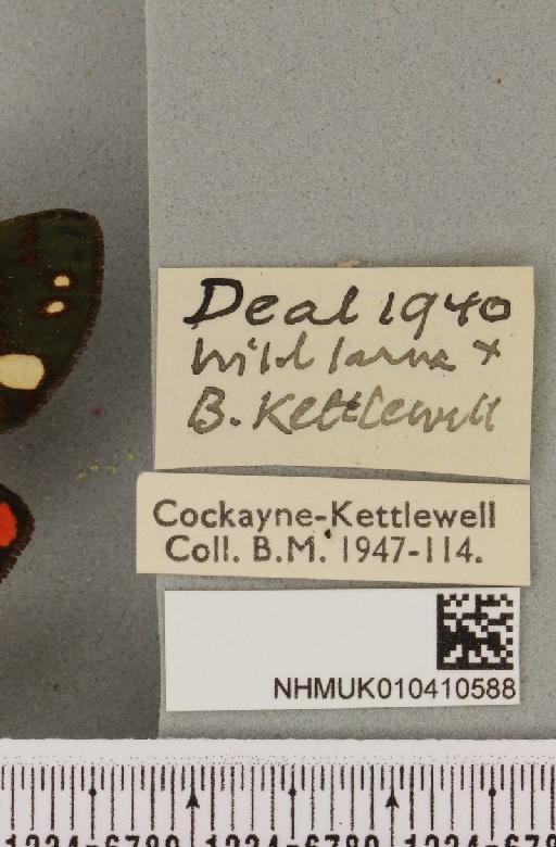 Callimorpha dominula Cockayne, 1928 - NHMUK_010410588_label_524226