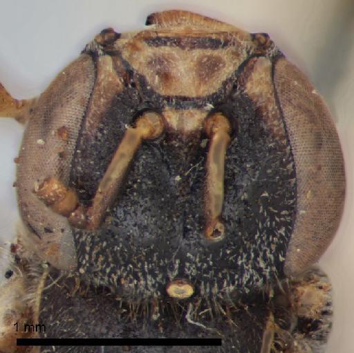 Austroplebeia essingtoni (Cockerell, 1905) - BMNH(E)969181 head