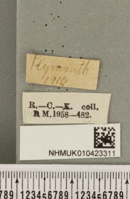 Hypena rostralis (Linnaeus, 1758) - NHMUK_010423311_label_536873