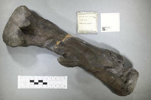 Scelidosaurus harrisoni Owen, 1861 - 010027571_L010093593
