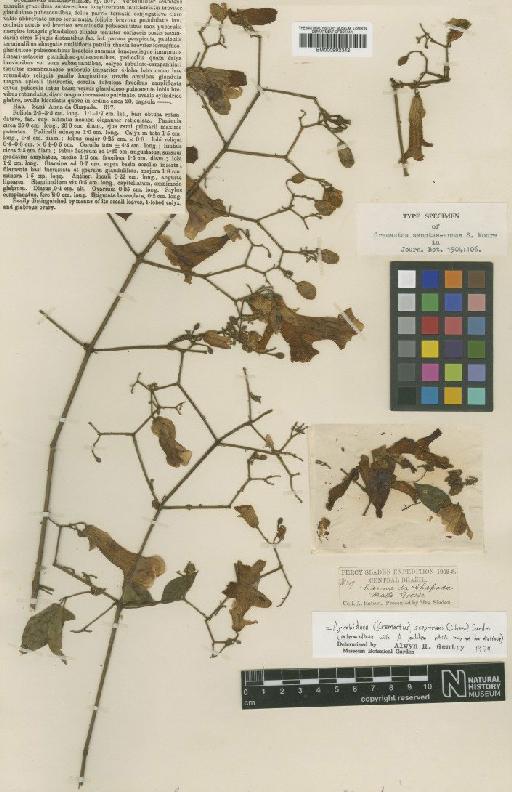 Arrabidaea sceptrum (Cham.) Sandwith - BM000992342