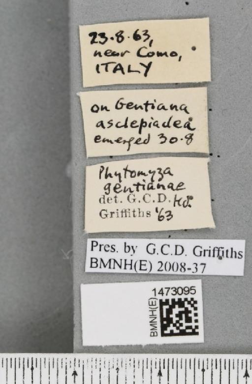 Chromatomyia gentianae (Hendel, 1920) - BMNHE_1473095_label_48369