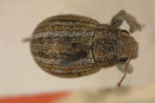 Leurops sublineata Marshall - Leurops sublineata-BMNH(E)715801-Type dorsal