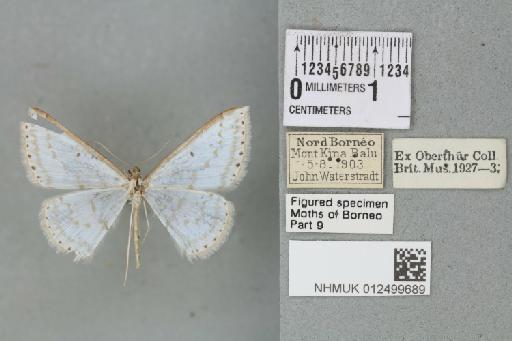 Derambila gertraudae Sommerer, 1995 - 012499689_93871_1380445