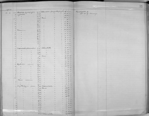 Cercotrichas paena benguellensis - Zoology Accessions Register: Aves (Skins): 1906 - 1908: page 39