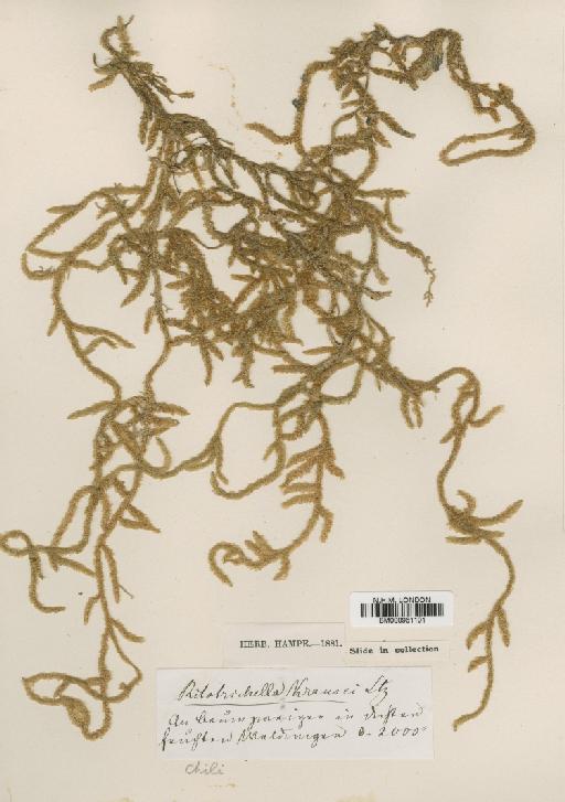 Weymouthia cochlearifolia (Schwägr.) Dixon - BM000961101