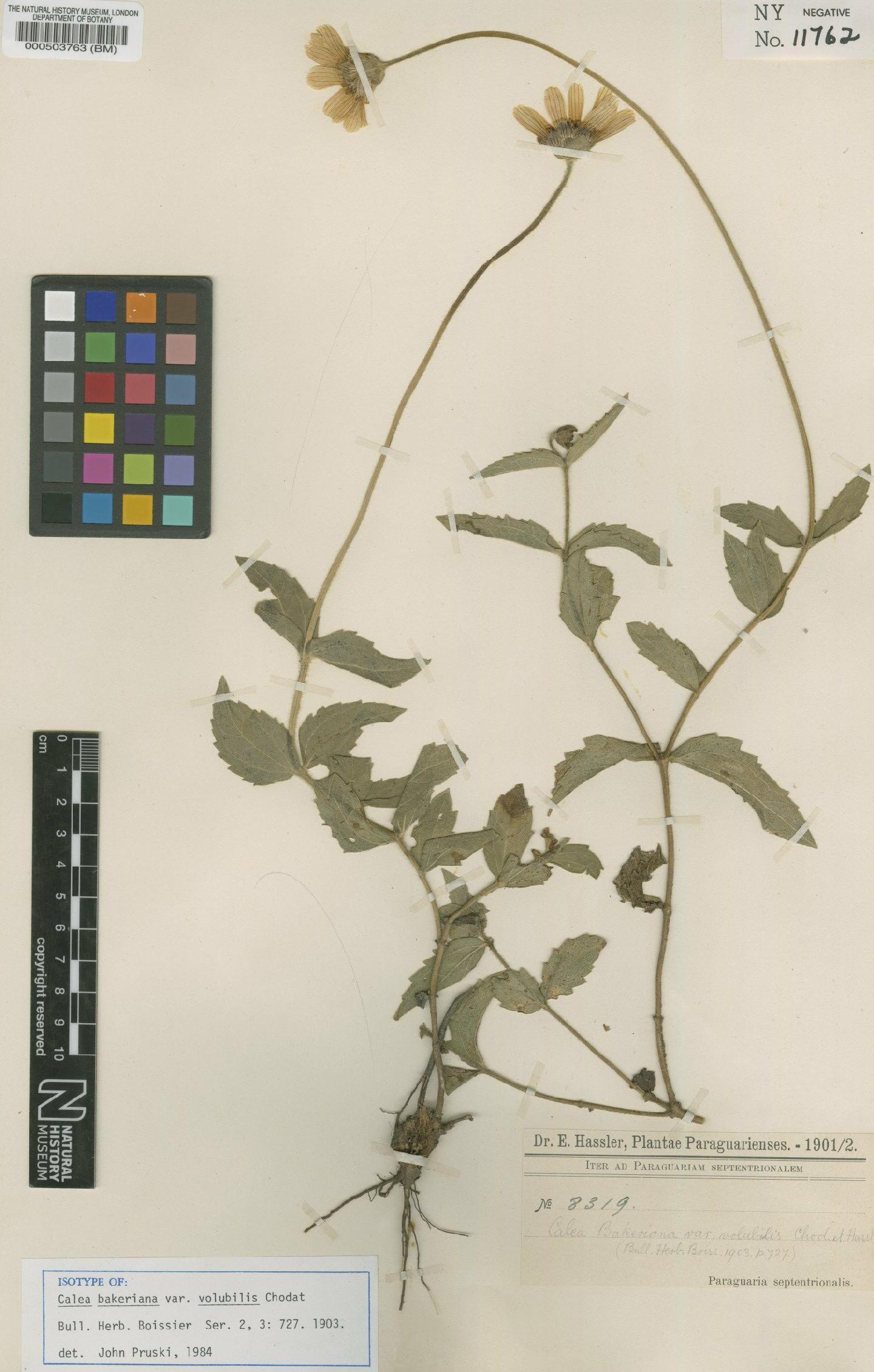 To NHMUK collection (Calea bakeriana var. volubilis Chodat; Isotype; NHMUK:ecatalogue:4566668)