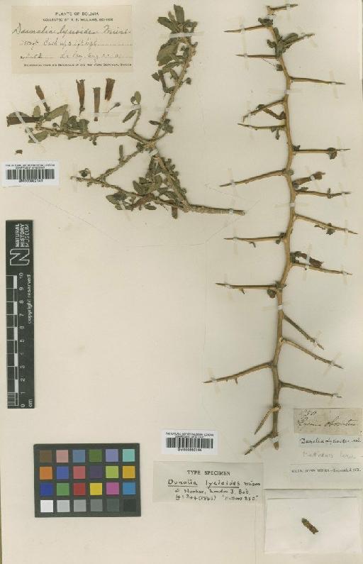Dunalia spinosa (Meyen) Dammer - BM000992144