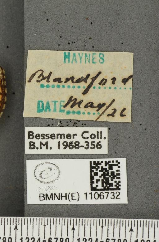 Euphydryas aurinia ab. rectiangula Cabeau, 1924 - BMNHE_1106732_label_18353
